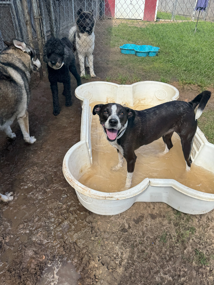 Maisie standing in a shallow pool, soaked and filthy