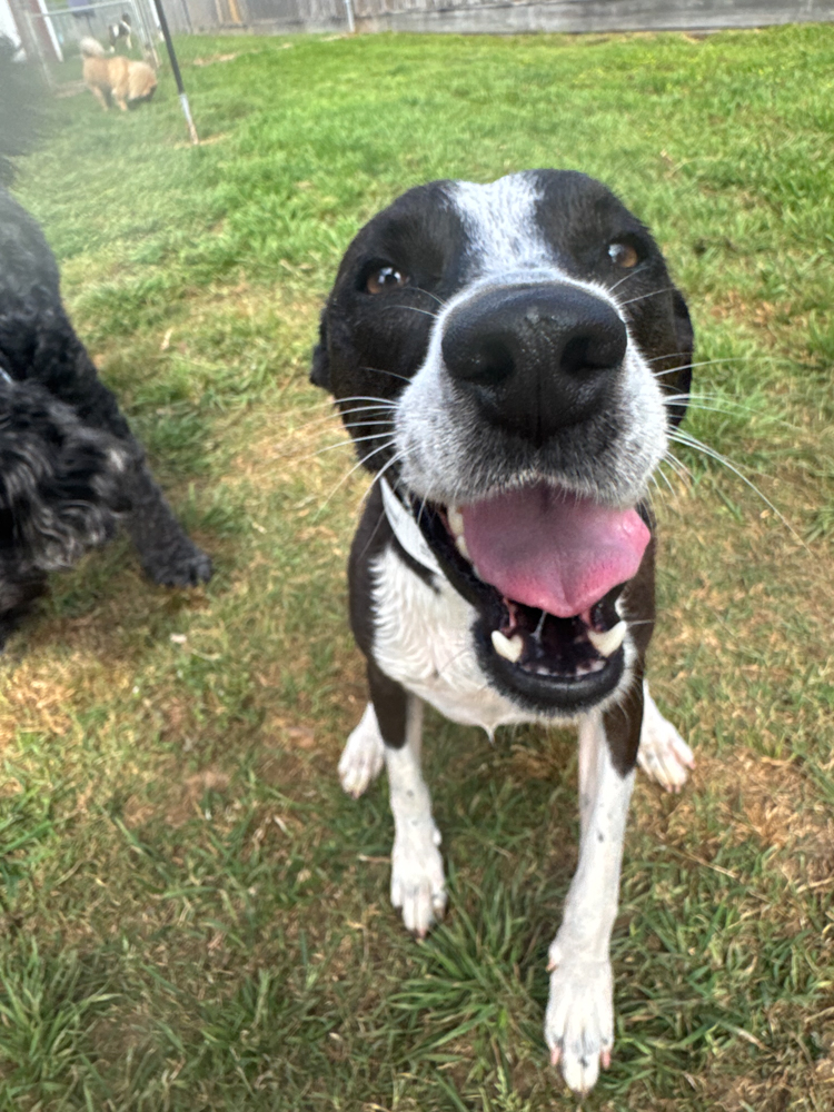 Just a happy dog being happy