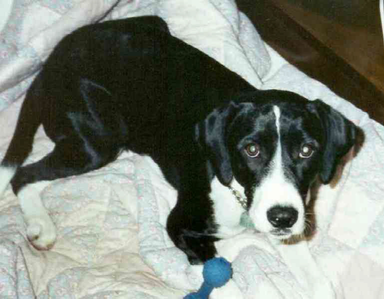 Photo of Oreo, a black and white dog, pictured here laying on a bed looking up at the camera