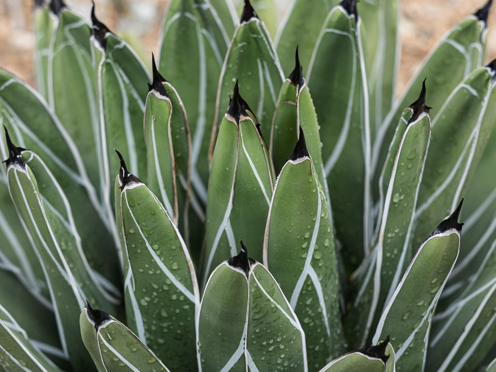 Sharp green leaves with white veins and black tips