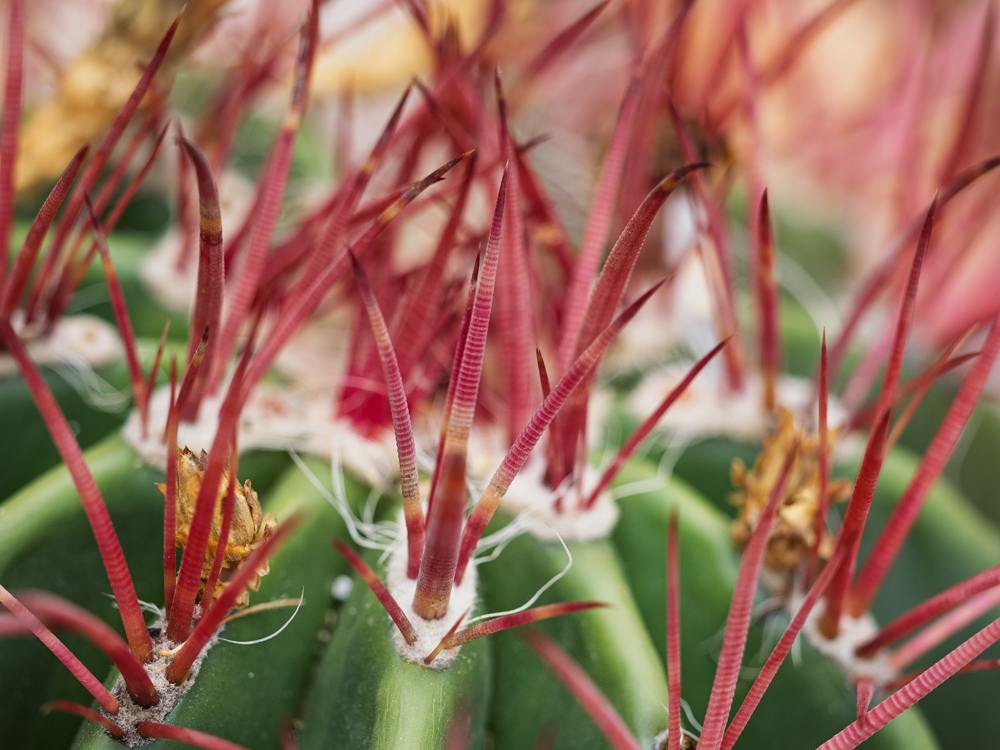 Close up of red spines on a green cactus with white accents