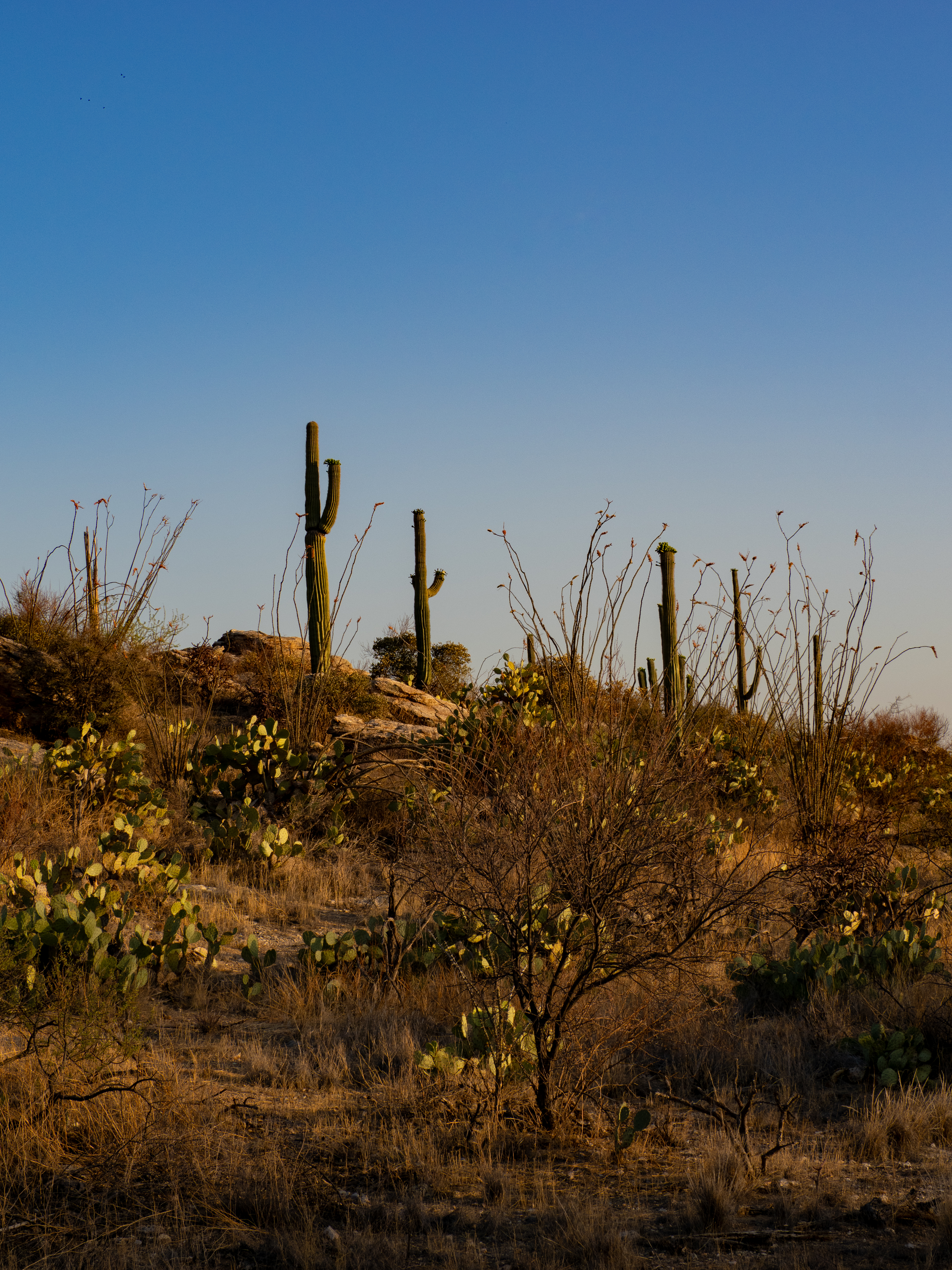 Desert ridge, May 2025