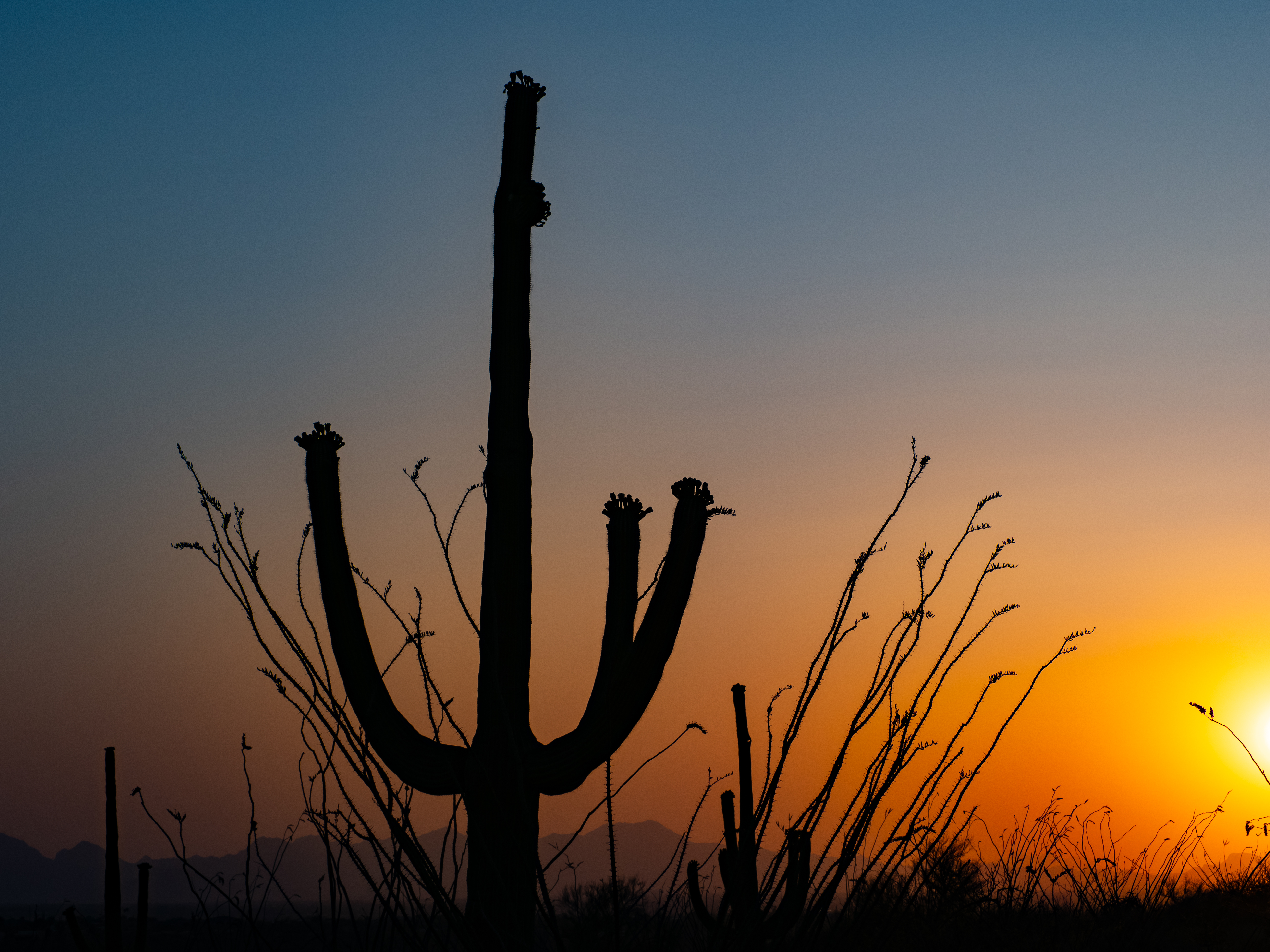 Saguaro against a sunset, May 2025