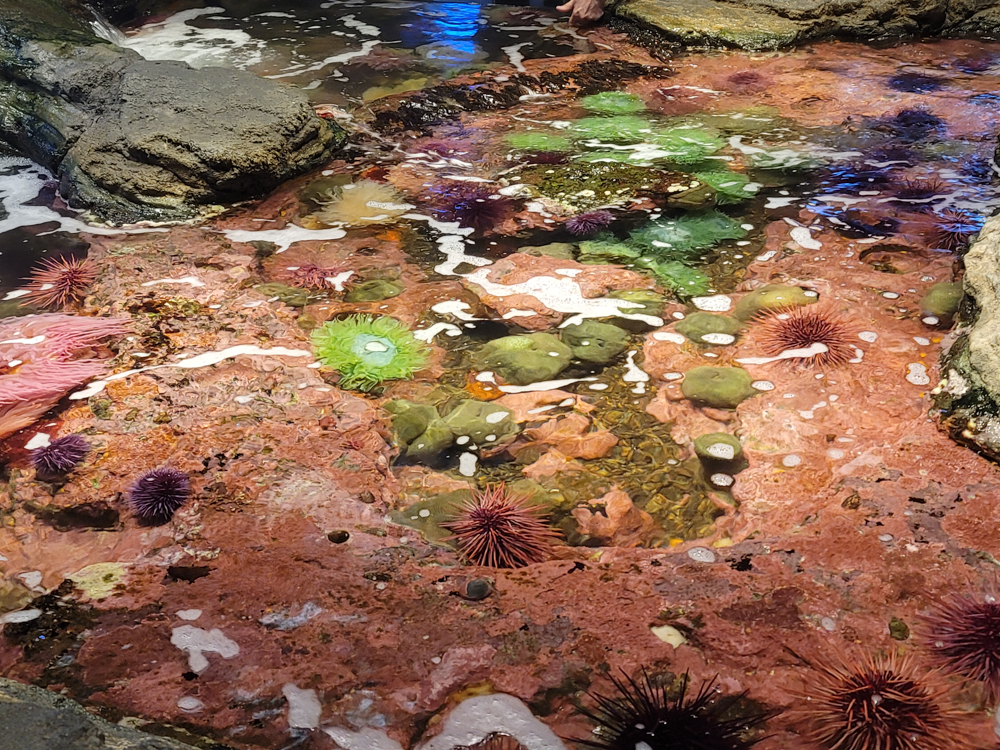 Touch pools