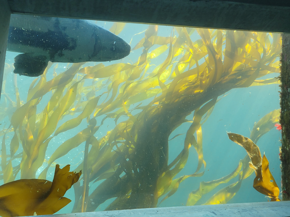 Sunlight through kelp