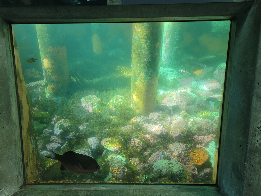 View from the underwater dome