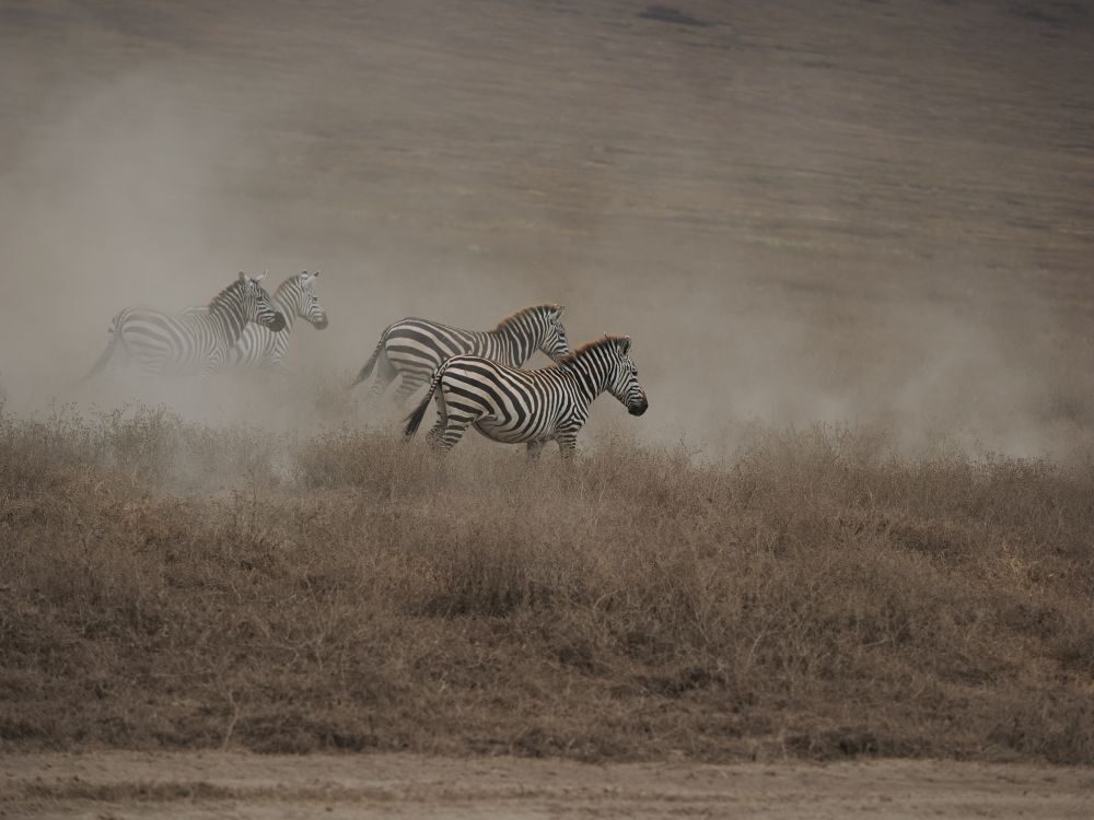 Four zebras on a brown plain, surrounded by a cloud of dust