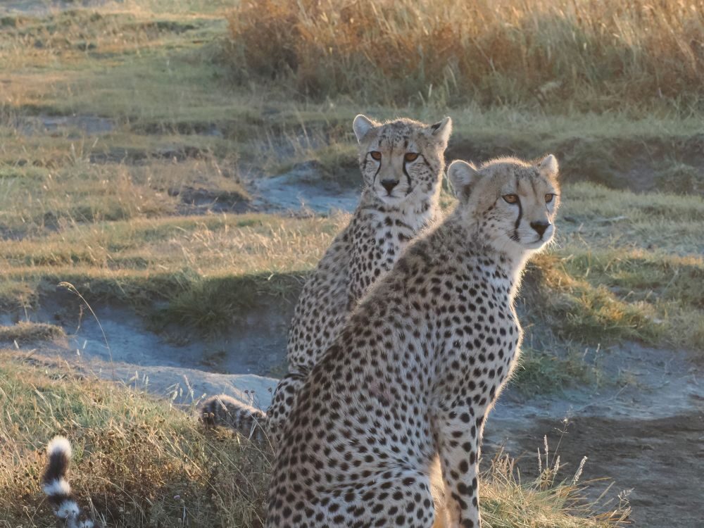 Two teenage cheetahs sitting side by side, looking toward the photographer. They are rimmed with early morning backlight.
