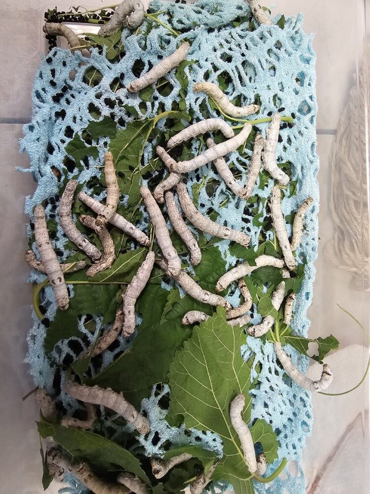 Smooth white caterpillars on a bed of light blue cloth, full of holes, and green leaves, also well munched