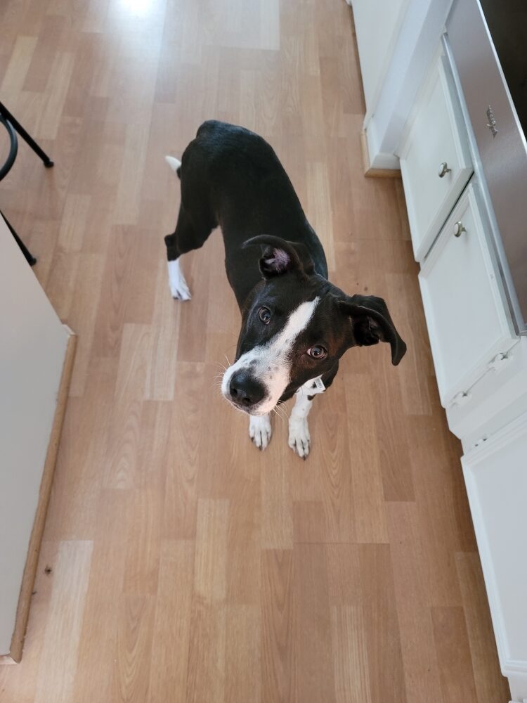 A black and white dog