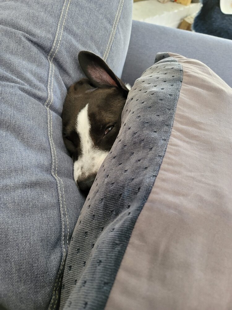Dog wedged behind a couch cushion
