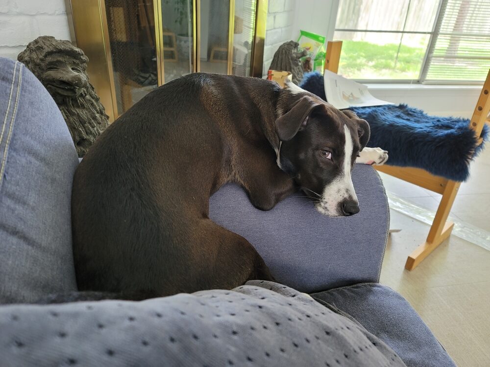 Dog draped over the arm of a couch