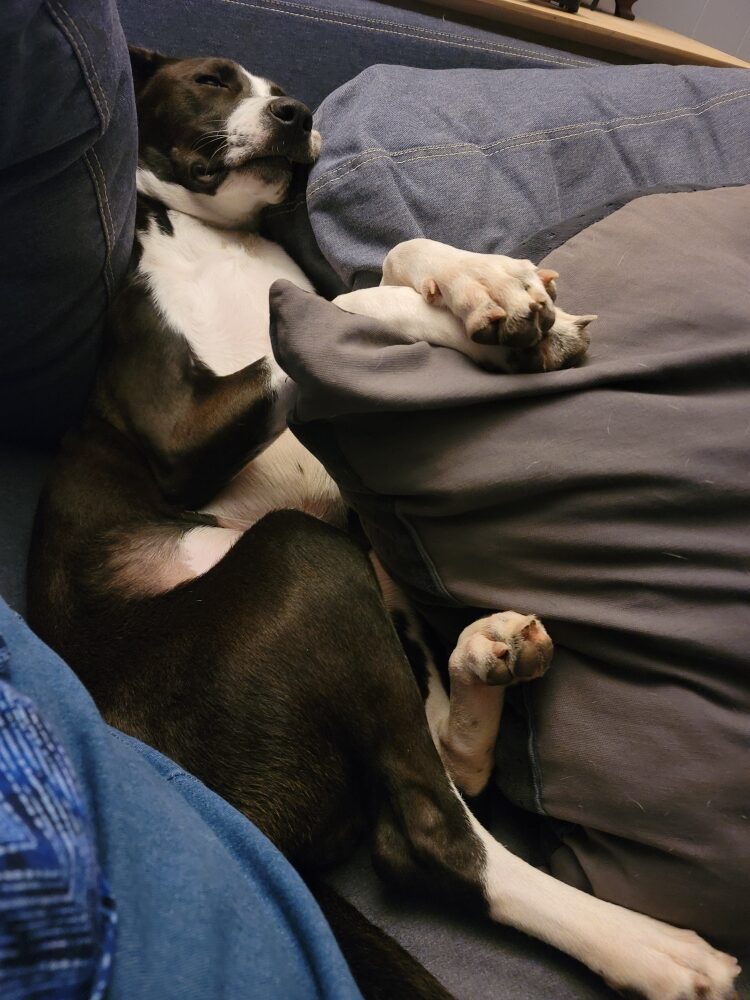 Dog on her back between couch cushions and a pillow