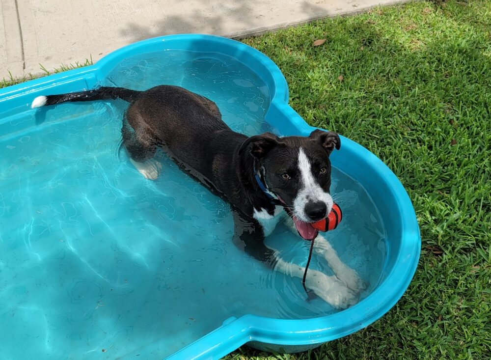 Dog in a shallow pool with her ball stil in mouth
