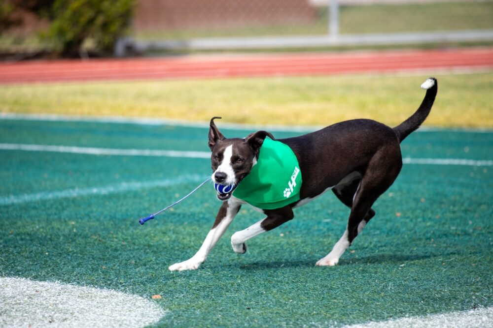 Photo of Maisie, a black and white dog, pictured here running with her ball, looking sleek and athletic