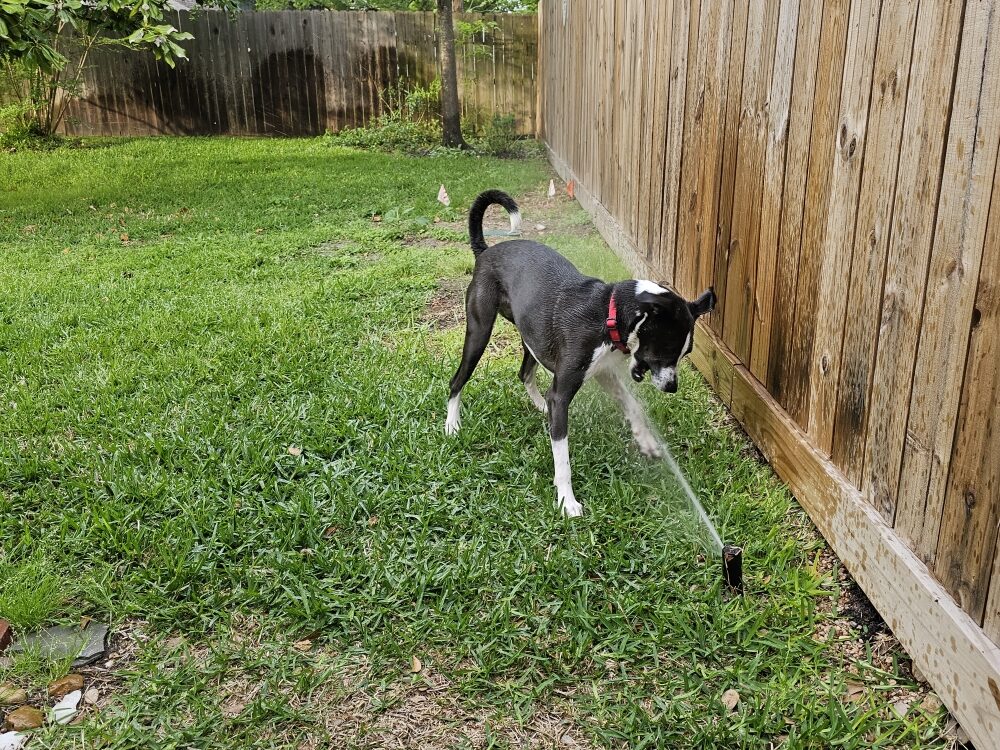 Maisie playfully biting the stream from a sprinkler head