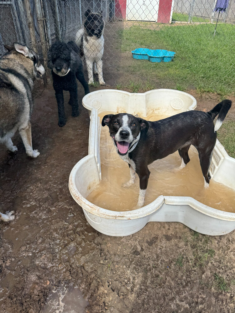 Maisie standing in a shallow pool, soaked and filthy