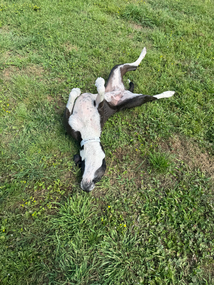 Maisie rolling in the grass, belly to the sun