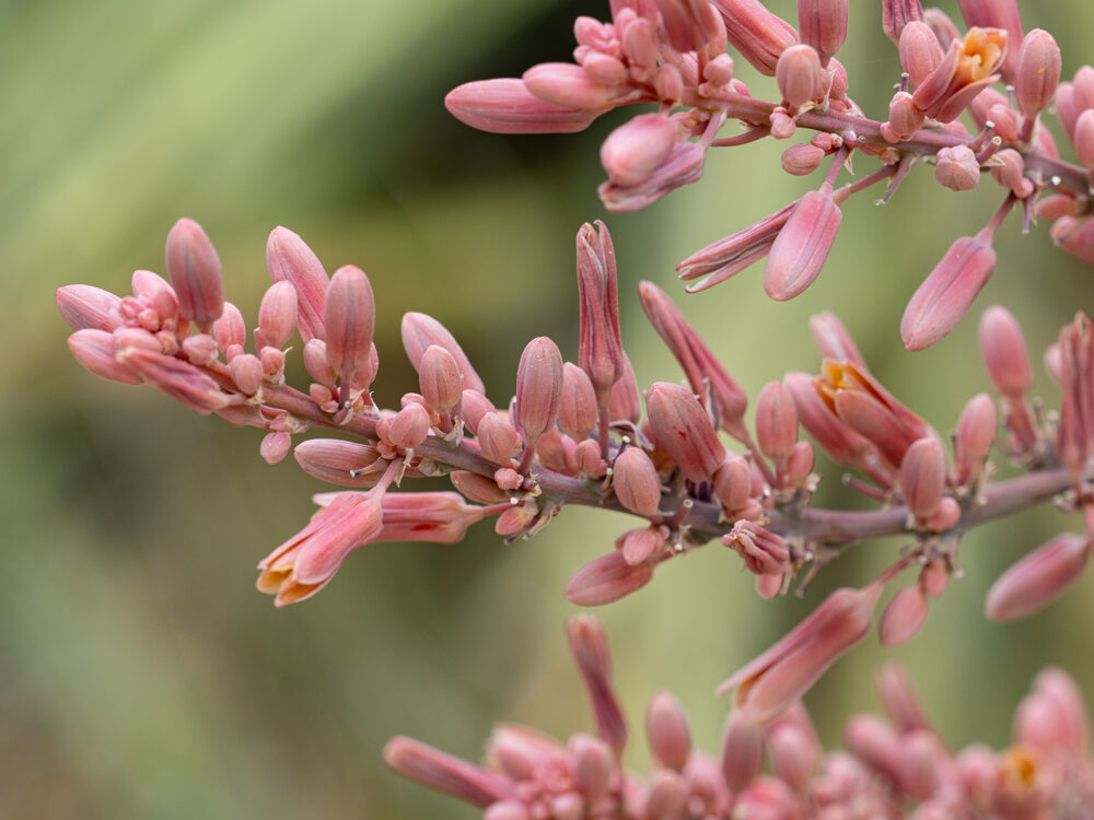 Pretty flowers, unlabeled Close up of pink flowers against a green background