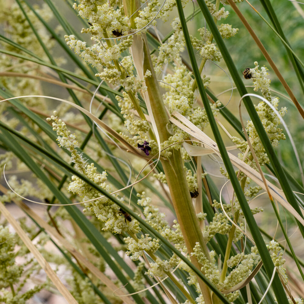 A messy view of grasslike stems and clusters of tiny white round flowers, with bees